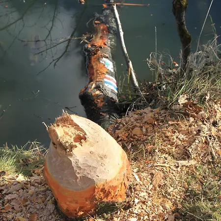 Accommodatie bij particulieren Siwejka - - Beskid Niski Ropki