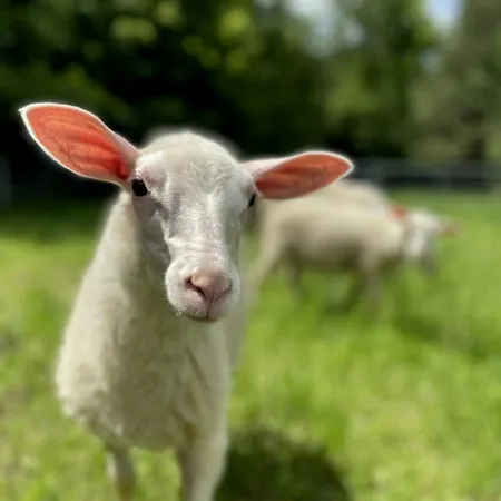 Siwejka - - Beskid Niski * Ropki