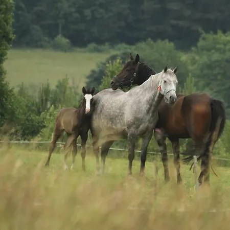 Siwejka - - Beskid Niski Accommodatie bij particulieren *