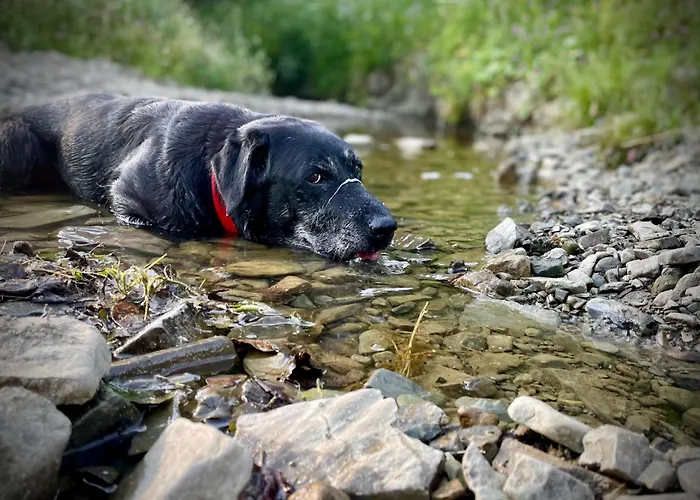 Siwejka - - Beskid Niski 홈스테이 *