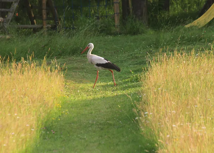 Siwejka - - Beskid Niski Habitación en casa particular Ropki