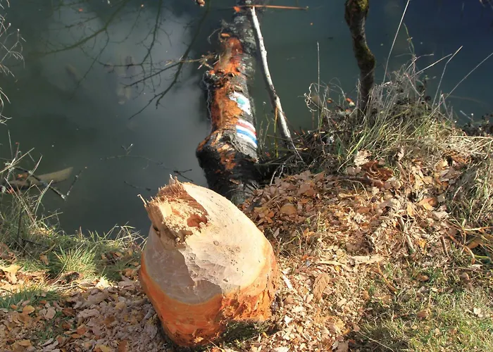 Habitación en casa particular Siwejka - - Beskid Niski Ropki