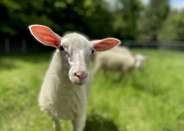 Siwejka - - Beskid Niski * Ropki