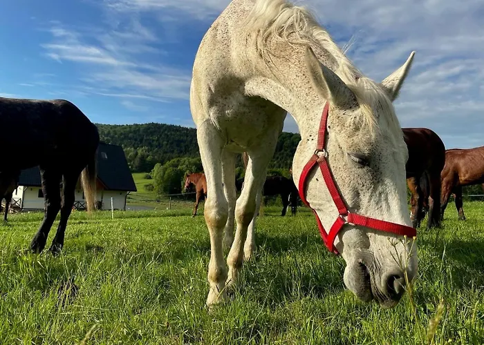 Siwejka - - Beskid Niski Ropki