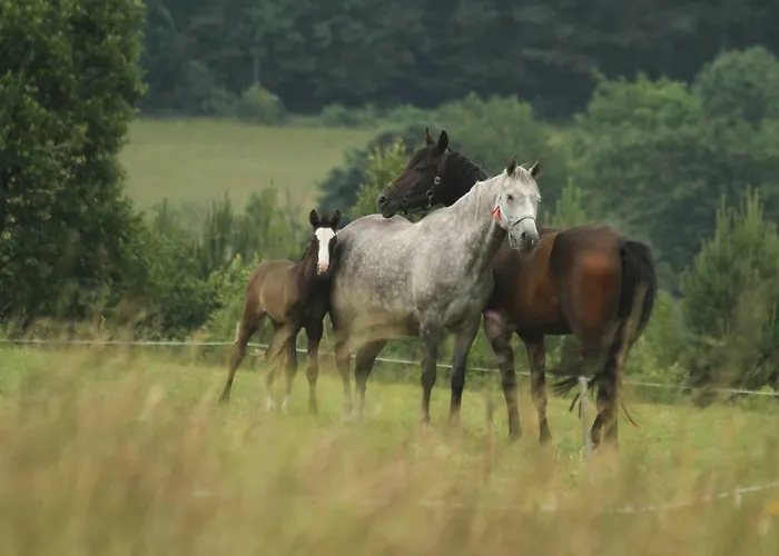 Siwejka - - Beskid Niski 홈스테이 *